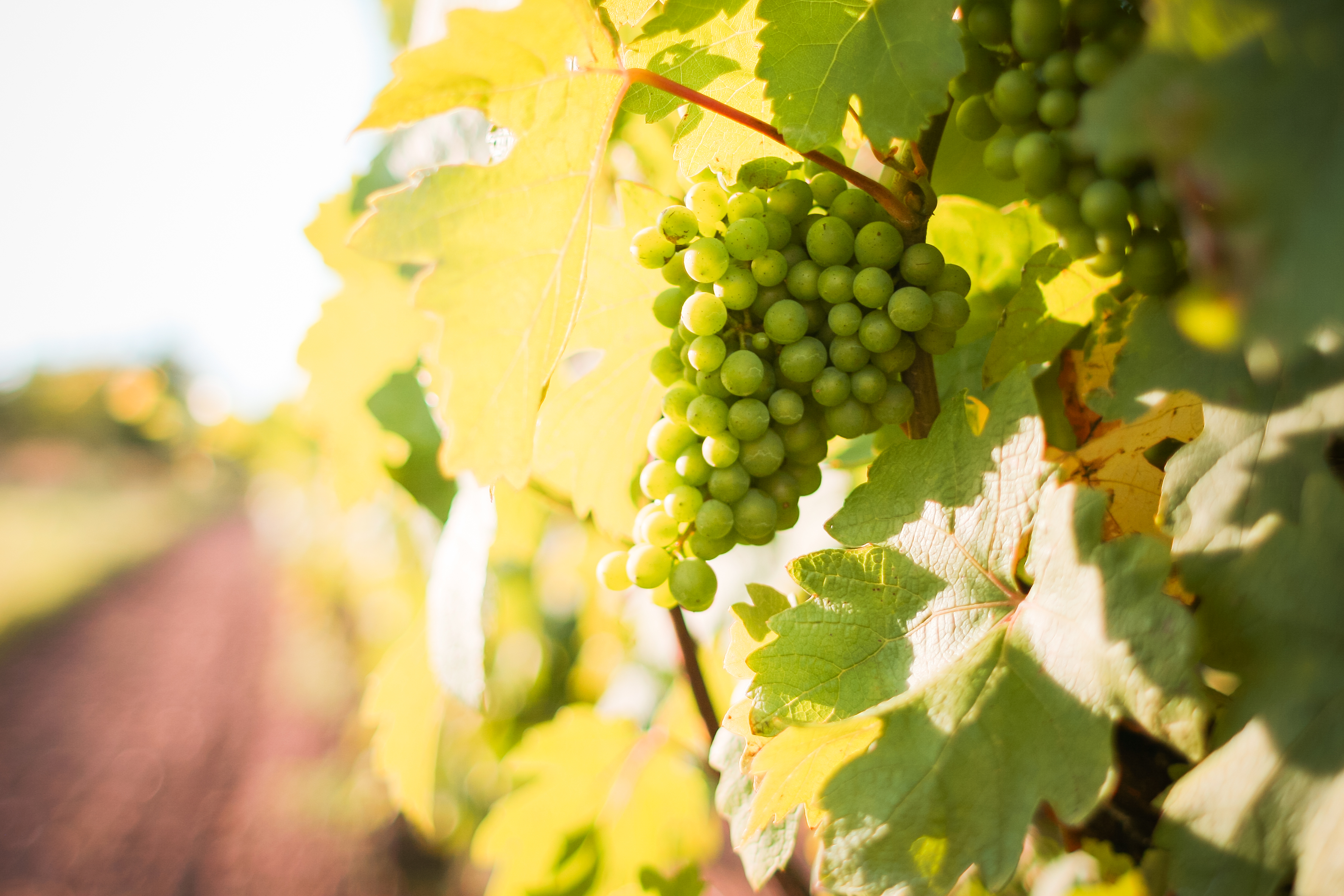 white-grapes-grapevine-in-a-vineyard-picjumbo-com