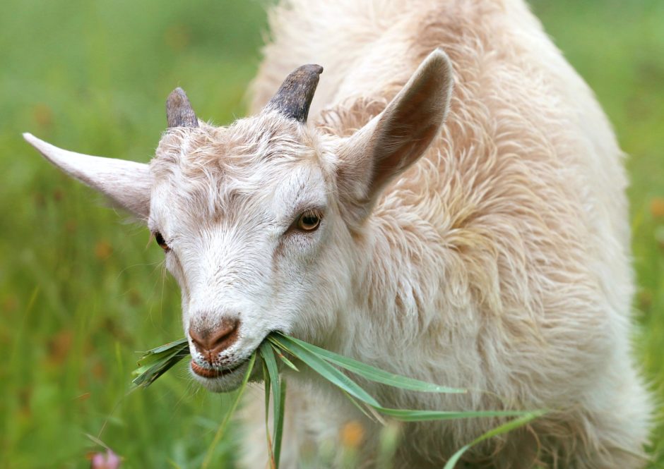 goat-1596880_1920