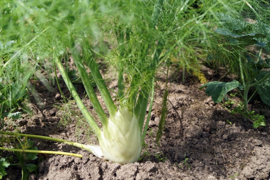 fennel-3946005_1920