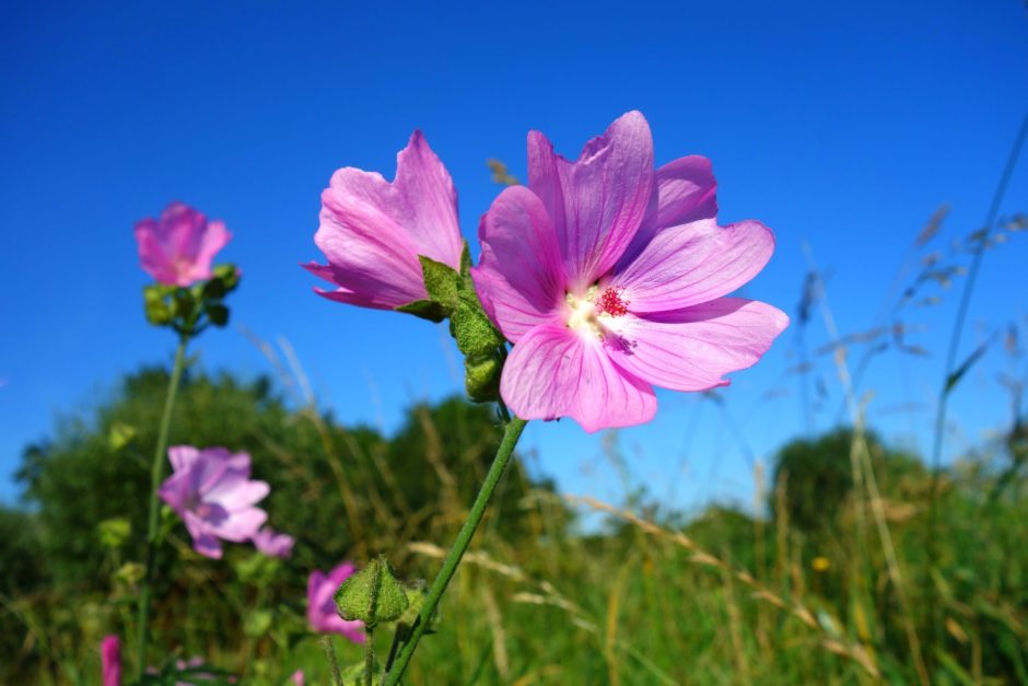 cranesbill-1599508_1920