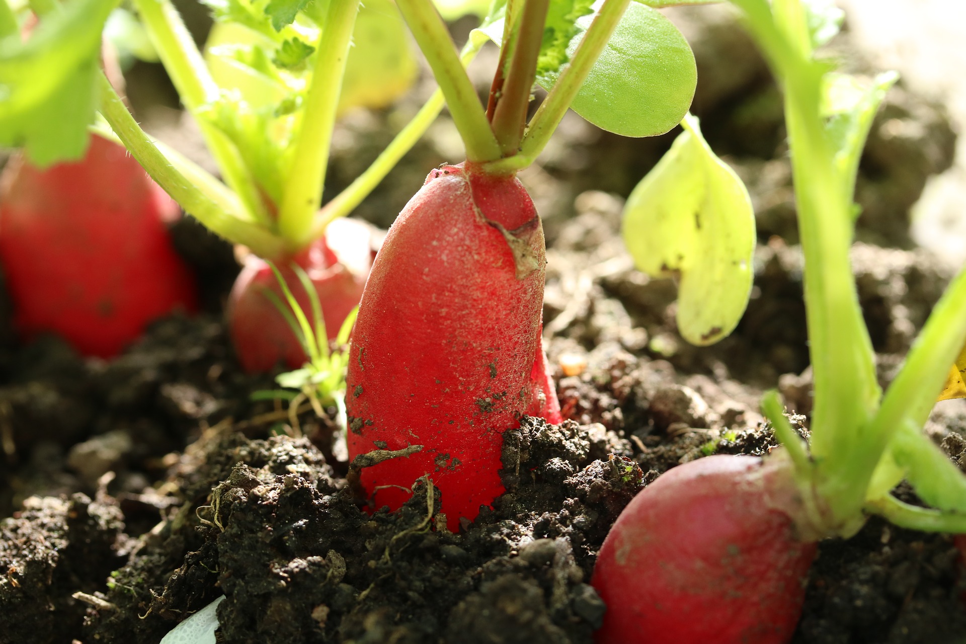 radishes-3434072_1920