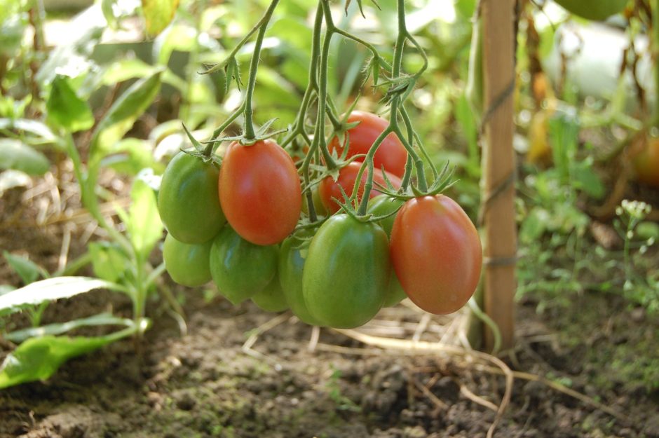 tomatoes-950723_1920