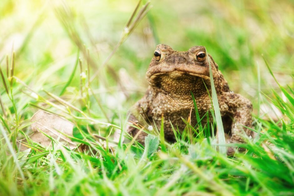 common-toad-5038043_1920