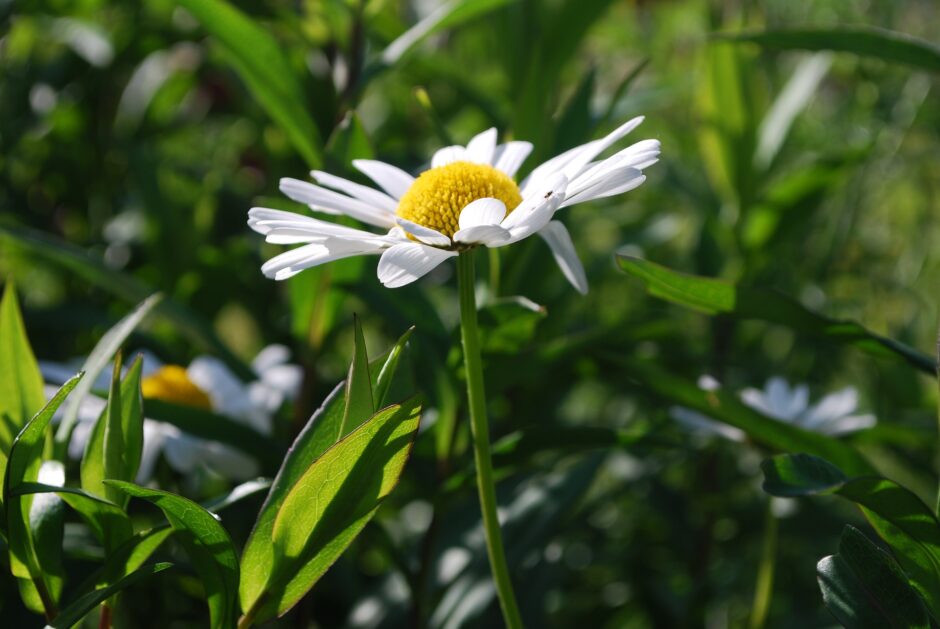 daisy-745089_1920