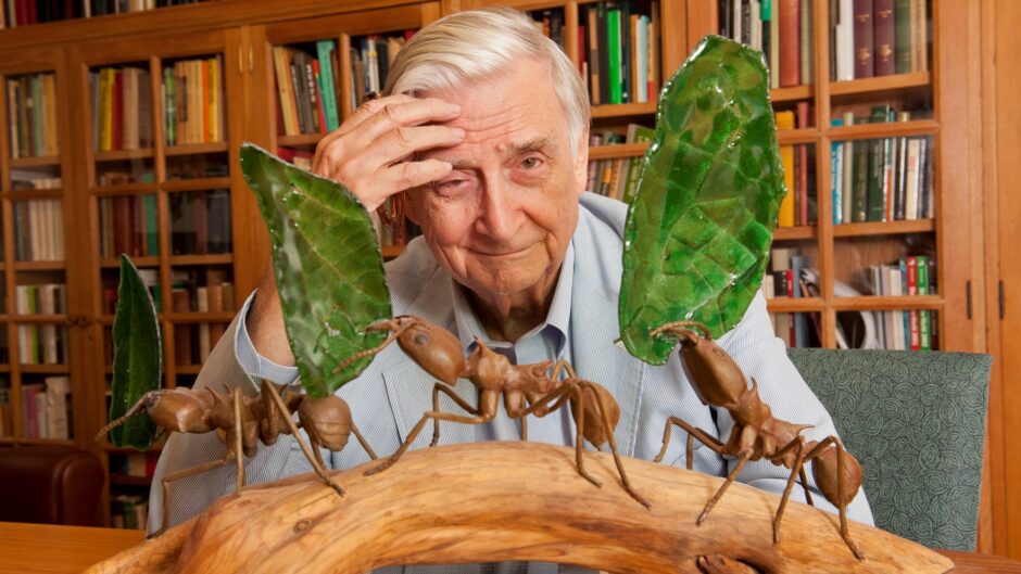 Edward O Wilson