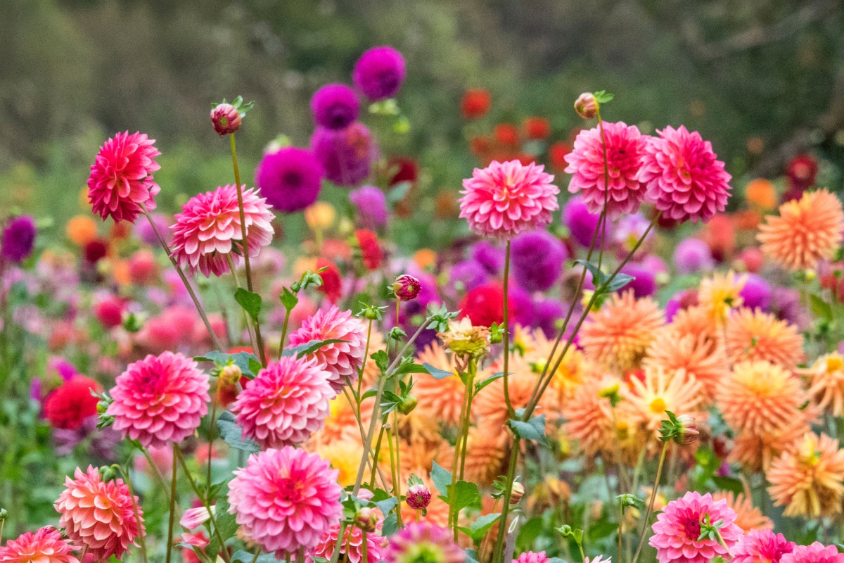 2605_dahlia