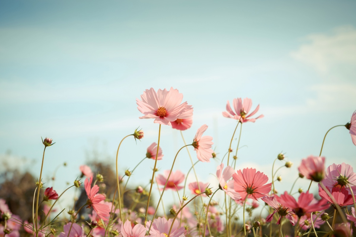 2608_blommor